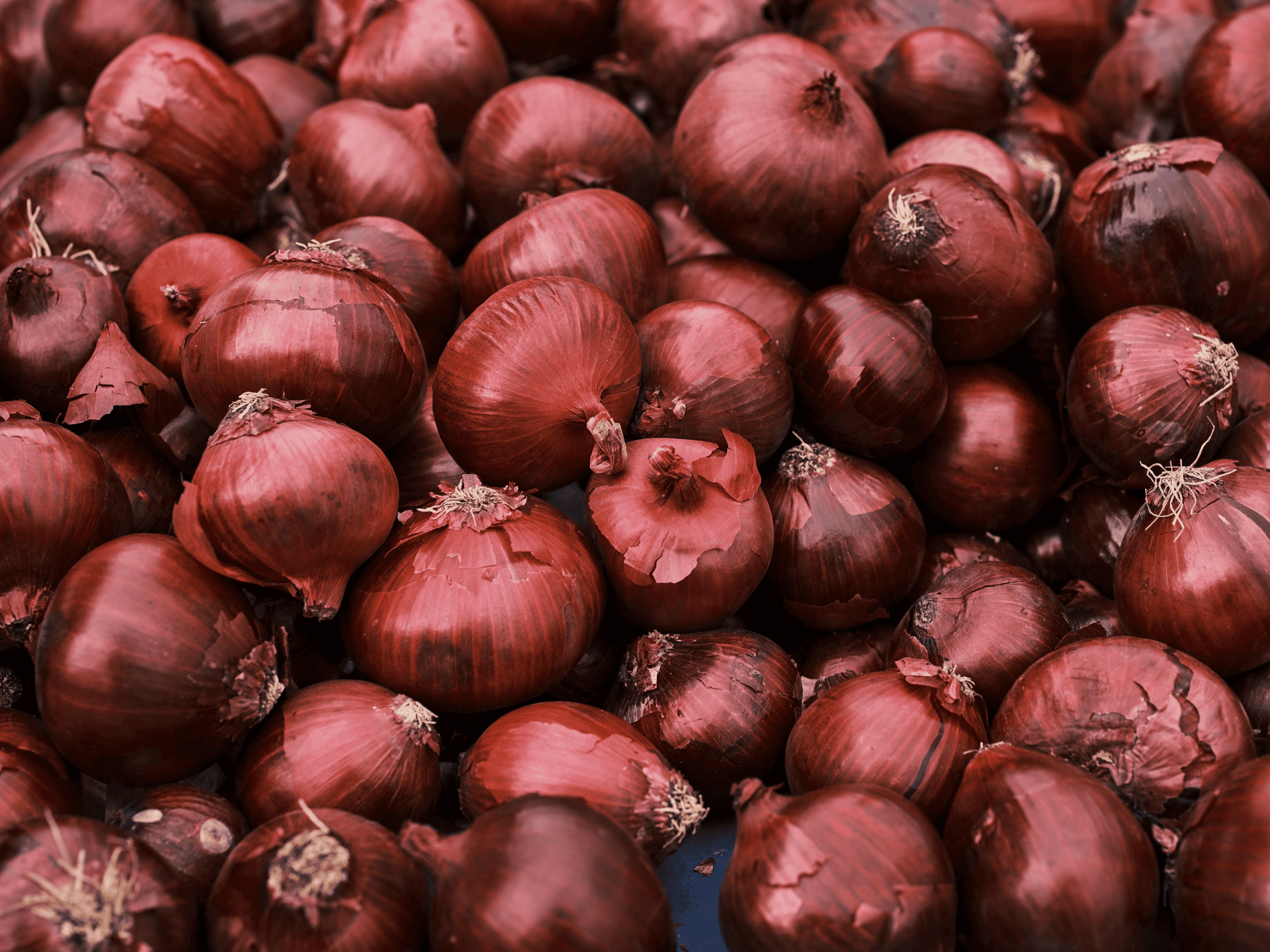 Onions background